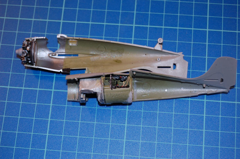 wildcat_019