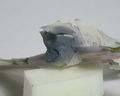 Hawker Typhoon 010 (colorazione insegne 7 grigio Shark Mouth 2)