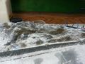 IMG-20160516-WA0013