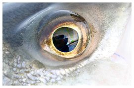 esche_occhio_pesce