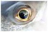 esche_occhio_pesce