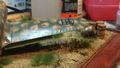 IMG-20170714-WA0004