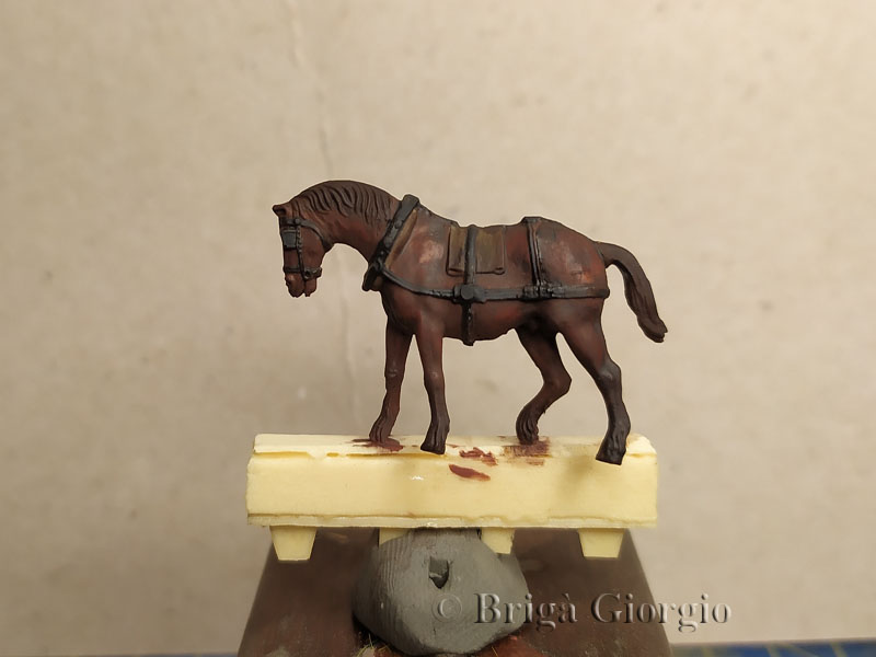 Cavallo (3)