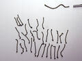 Crab (19)