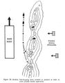 Figura 2