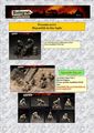 speciale stalingrad giugno 2011.pub per forum 2
