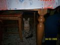bestialità 005