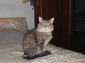 patty