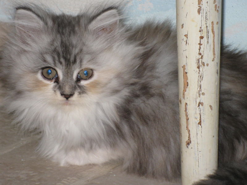 cherie