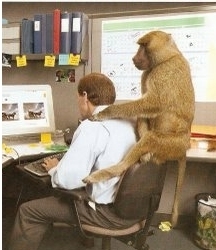 Monkey-on-back