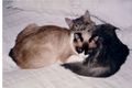 titti e patty
