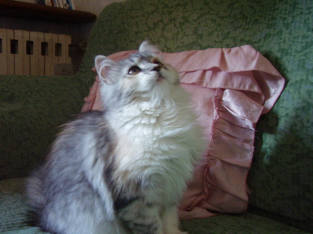 Cherie