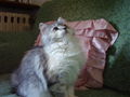 Cherie