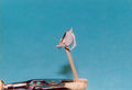 13_FIAT_G50bis