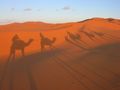 ombra-di-una-carovana-nel-deserto-del-sahara