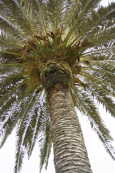 palm_tree_casa_sollima_sicily