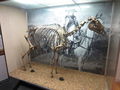 scheletro cavallo di napoleone