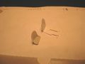 SVA5 (2)