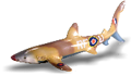 SharkyFirma