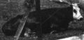 NI.17 IRAS cow