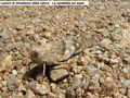 20080623_Mimetismo