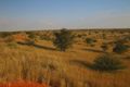 002 - il Kalahari dopo le piogge