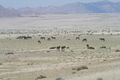 166 - i cavalli bradi del Namib
