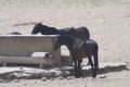 167 - i cavalli del Namib all'abbeveratoio
