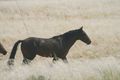 168 - i cavalli bradi del Namib