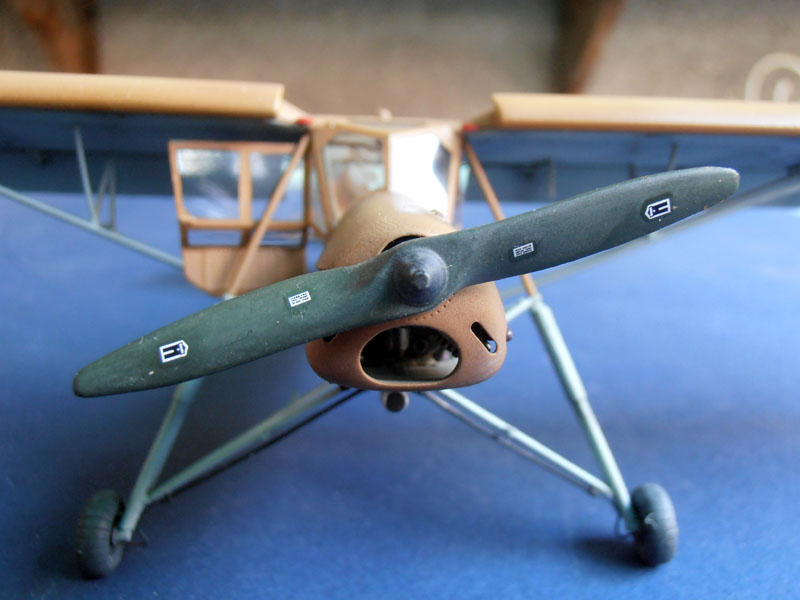 storch (38)