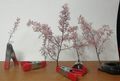 fiori di ciliegio1.jpg